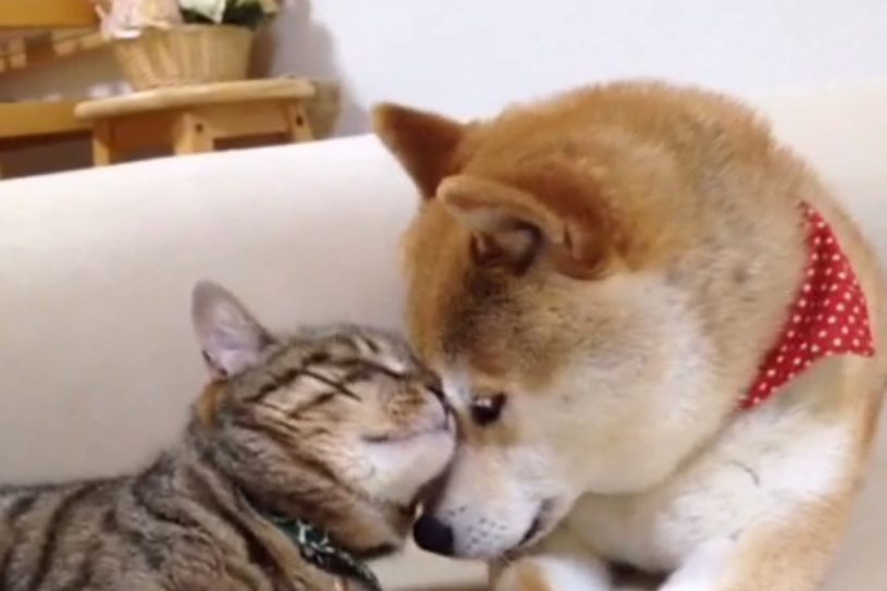 柴犬のかぼちゃんに甘える猫の銀ちゃん。