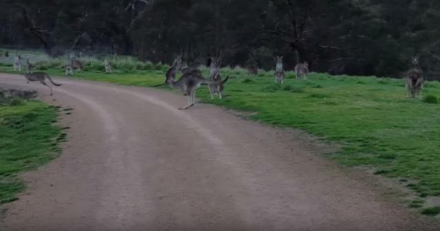 カンガルーの大群に遭遇した時の映像。めっちゃかわいいー！