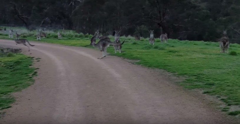 カンガルーの大群に遭遇した時の映像。めっちゃかわいいー！