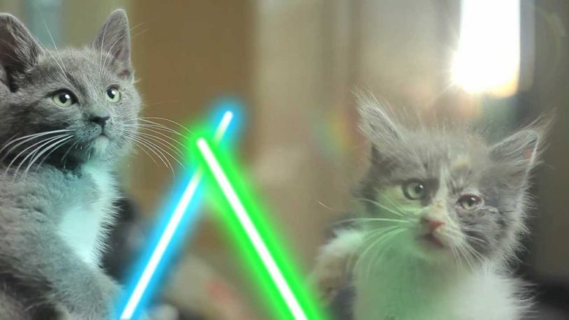 【スター・ウォーズ】ジェダイ・マスターの猫たちによるかっこいい動画をまとめました。