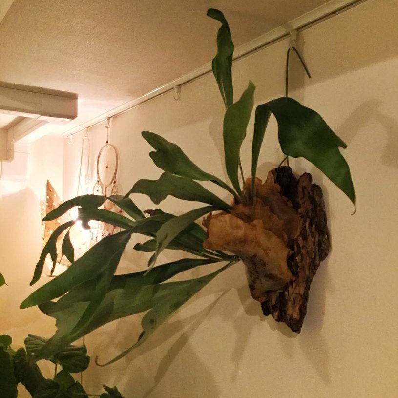 コウモリランを大きくしたいなら固形肥料がおすすめ！