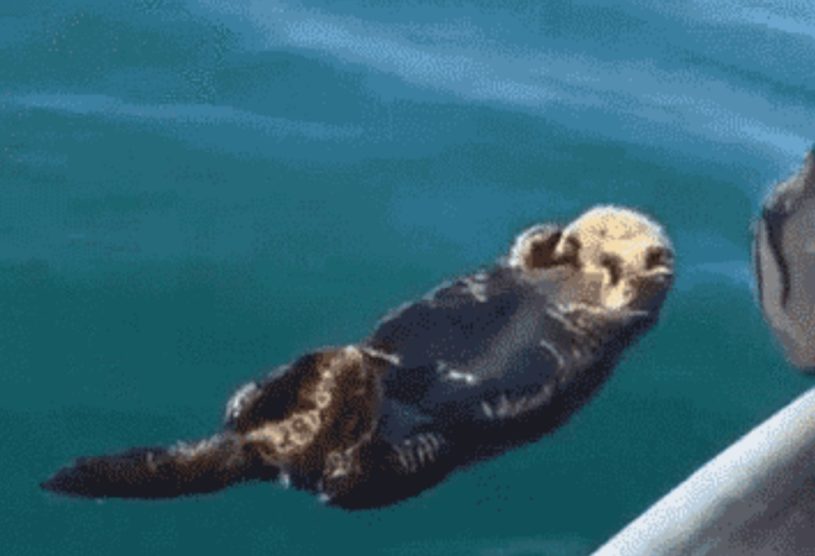 のんびり海で浮かんでいたラッコ。人間に遭遇ｗｗｗｗ　まるで会社でくつろいでたら、突然社長が来たような動きに注目！