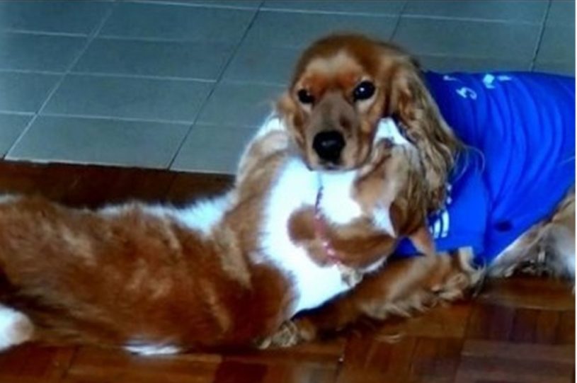 犬が好きすぎる猫。犬を抱きしめて離さない猫が可愛すぎるｗｗｗｗ