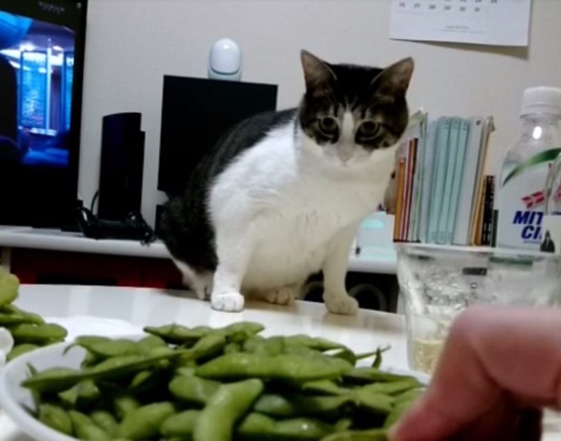 枝豆VS猫