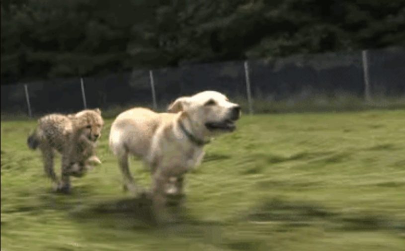 チーターと犬が友達のように遊ぶ様子。