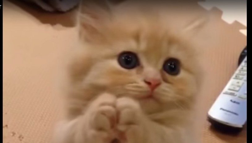 お願い！お願い！お願いポーズが可愛すぎる猫。