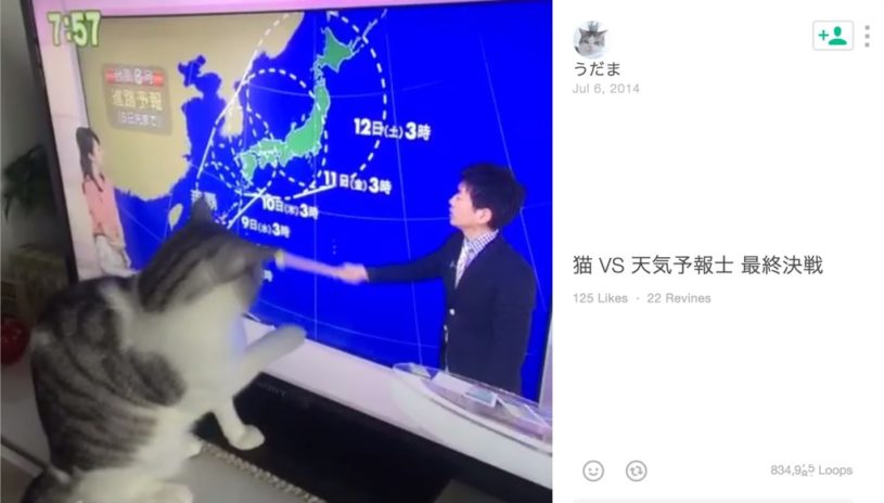 猫VS天気予報士による最終決戦が始まったようだｗｗｗｗｗ