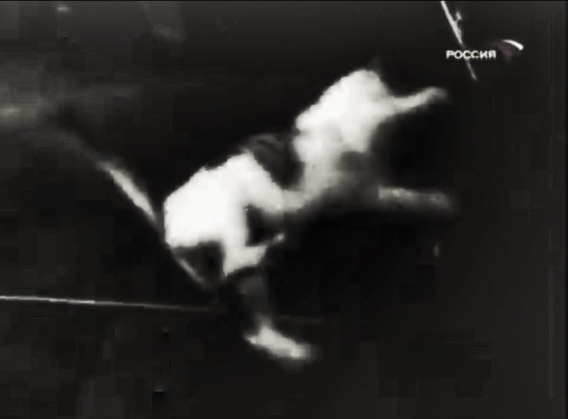 猫は、無重力状態でどうなるのか？