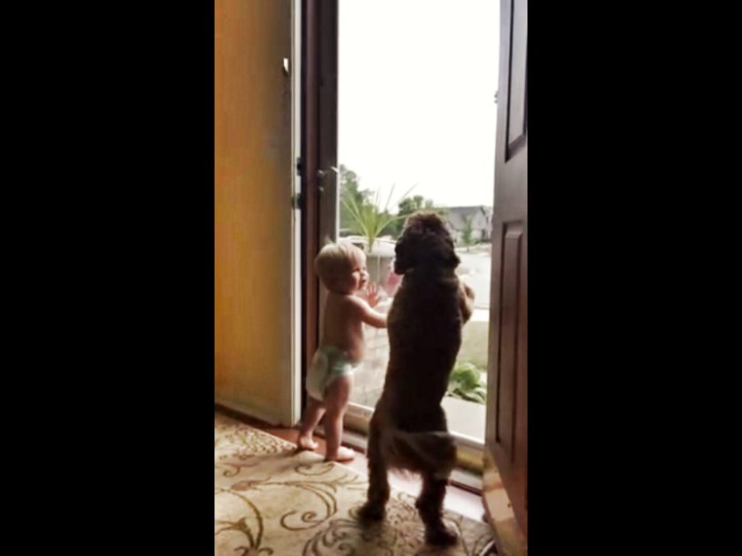 お父さんが帰ってきたーー！大喜びする赤ちゃんと犬の様子が可愛すぎる！！！