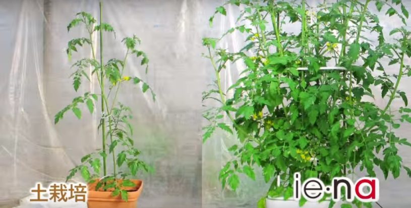 水耕栽培キットが1万円でAmazonで購入できるんだね。欲しい！！