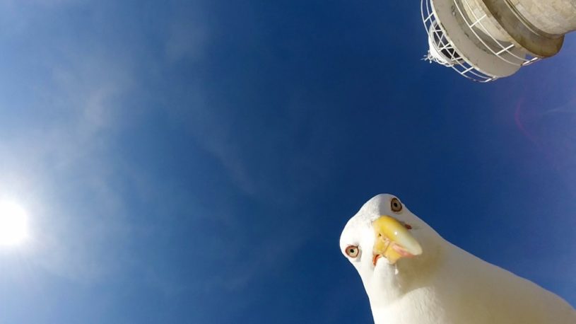 盗んだカメラで撮影する カモメ！！カメラには、超ファンキーな映像が録画されていた！