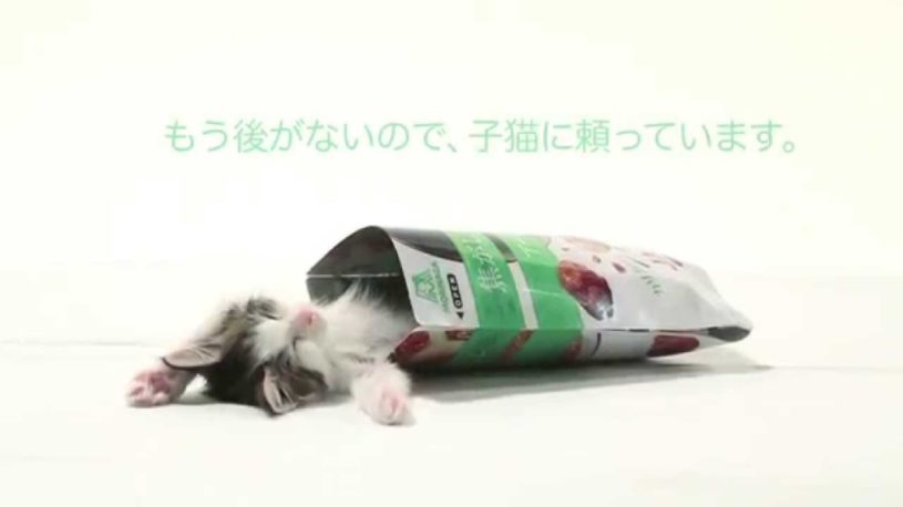 森永製菓やけくそで猫を宣伝動画に採用。これで売れなかったら終了。味も何もわからないが可愛い。
