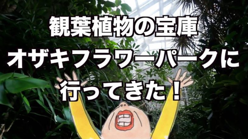 東京で観葉植物をお探しなら「オザキフラワーパーク」観葉植物の量が半端ないぞ！！！