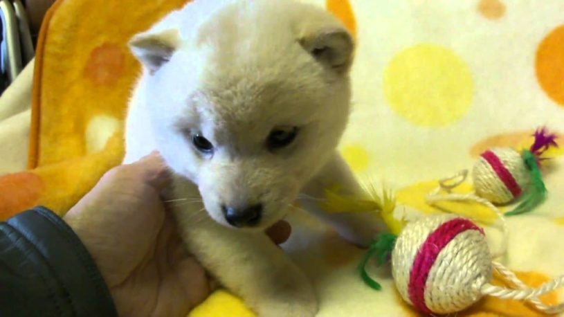 甘えん坊の白柴犬の子犬。めっちゃかわいいい！