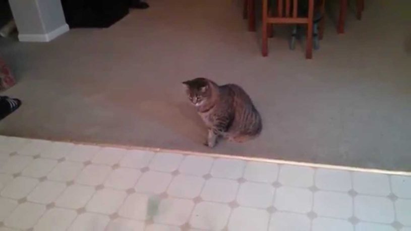 猫の守護神現る！すべてを防ぐスーパーテクニック