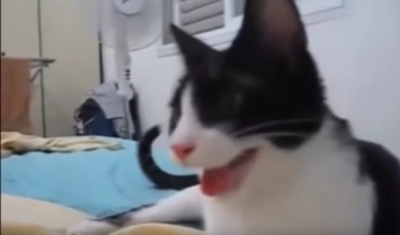 犬に育てられた猫の表情が犬すぎると話題に