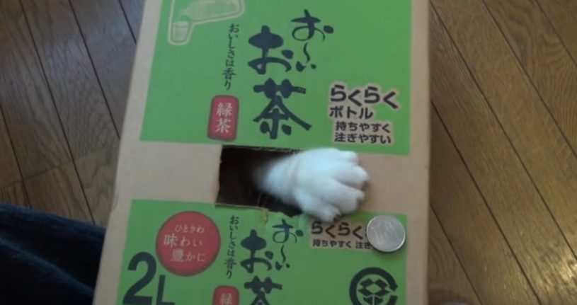 『リアル猫貯金箱』お金を置くとものすごい勢いで奪いにくるぞｗｗｗｗｗ