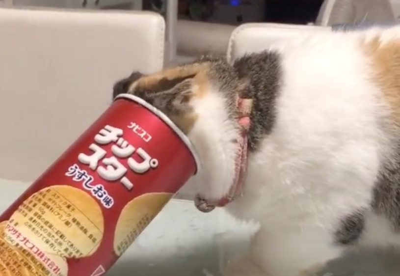 マンチカンさんがチップスターの箱の中身が気になりすぎた結果ｗｗｗｗ