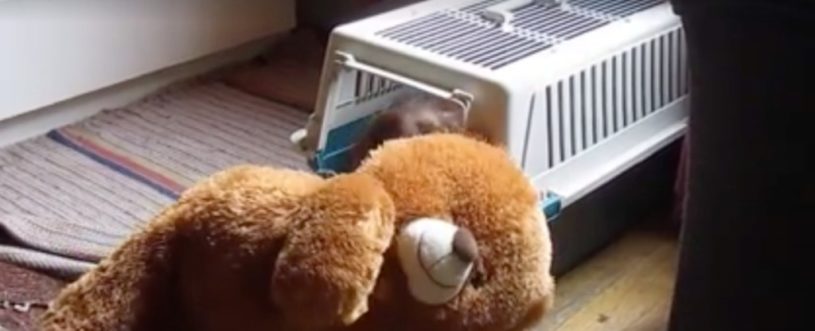 テディベアがお気に入り！自分の住処に無理やり引きこもうとするわんちゃんの様子がかわいい。