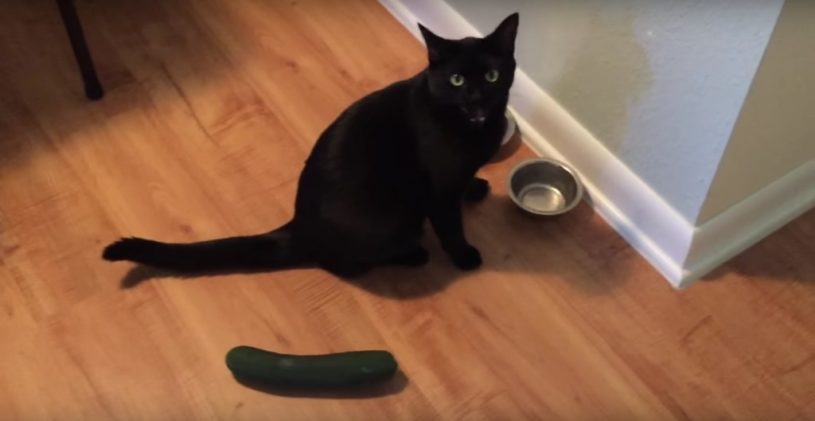 【注意喚起】猫にキュウリを見せてはいけない！