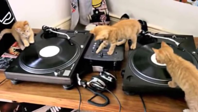 3匹の猫のDJが世界中の人をロックした！かわいすぎる子猫達のDJテクニック