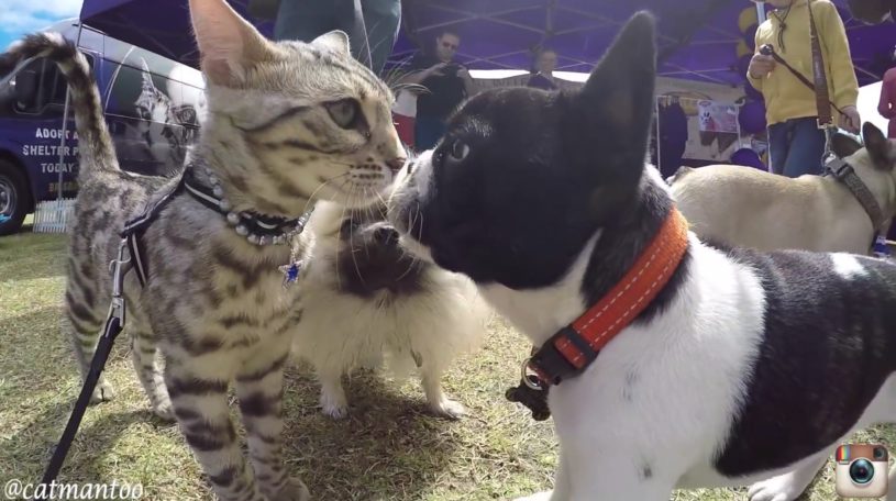ドックランに猫ちゃんを連れて行ったら、犬も猫も楽しそうにしているよ！かわいい〜。