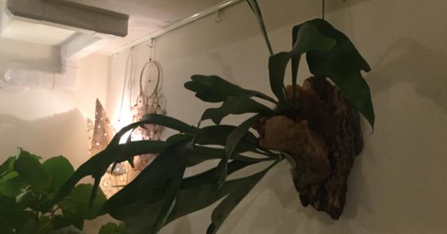 コウモリランが成長し始めた。