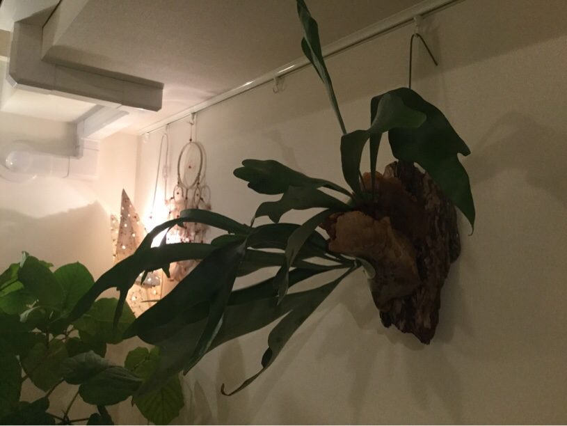 コウモリランが成長し始めた。