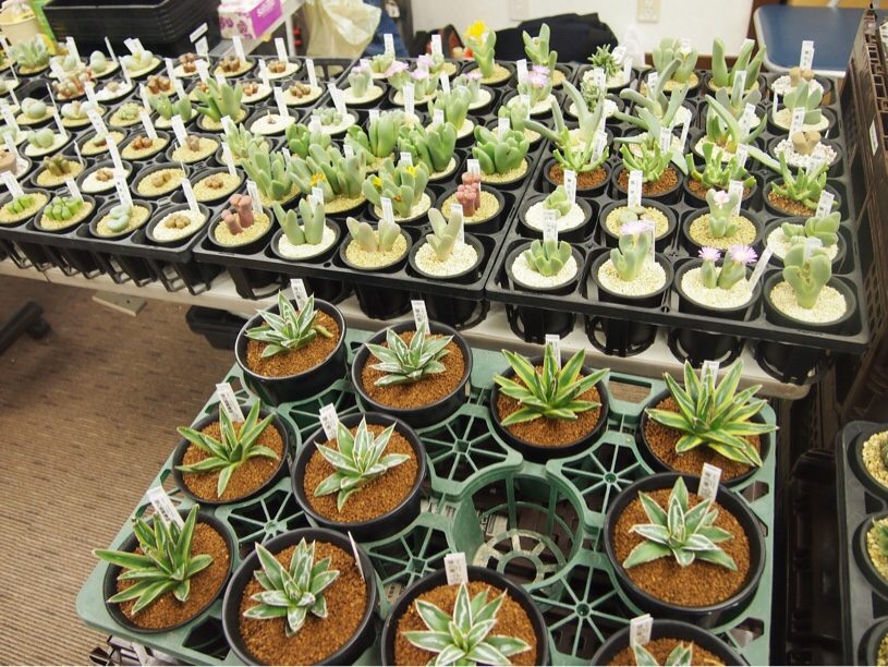 カクタスバザールに行ってきたよ！会場の様子と購入した多肉植物。