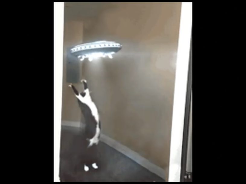 猫によるヒップホップMVが完成！全ておもしろ猫動画をつなぎ合わせてMVに。