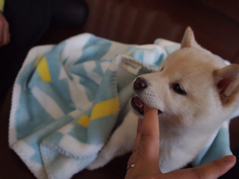 甘えん坊の白柴犬の赤ちゃんにあまがみされたよー。かわいいー！