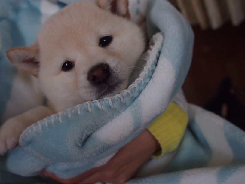 ずっと触れていたいブランケットを柴犬の赤ちゃんにレビューしてもらいました。「ユクスス」