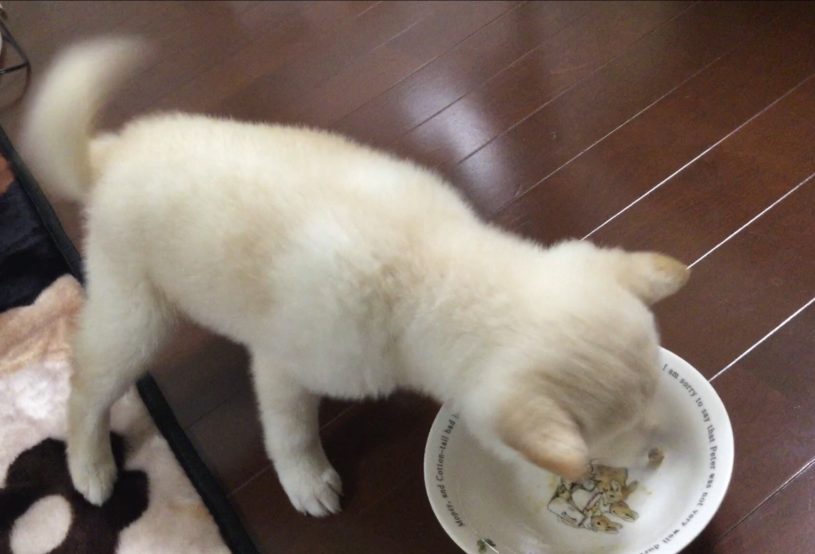 白柴犬さん。食事中もご機嫌！尻尾をフリフリしてかわいいー！