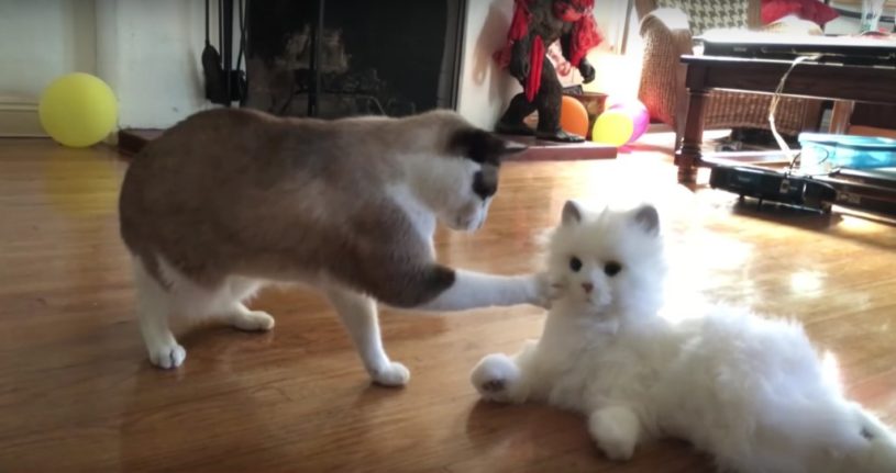 猫ロボットに出会った猫のリアクションwwwww