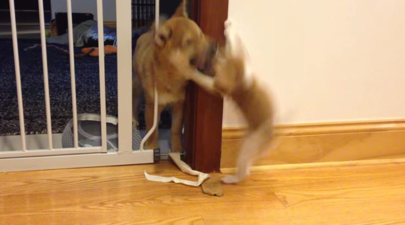 柴犬とねこちゃんが仲良く遊んでいる動画