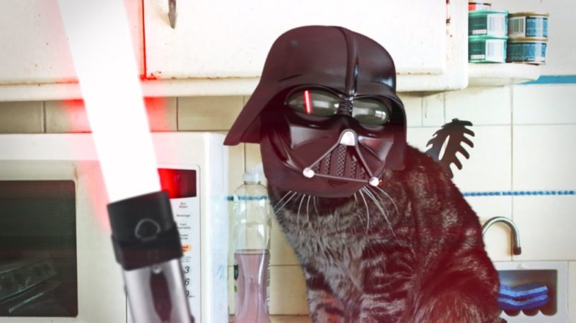 【動画】バットマンVSダースベイダー猫。フォースを使い飼い主さんとバトル。