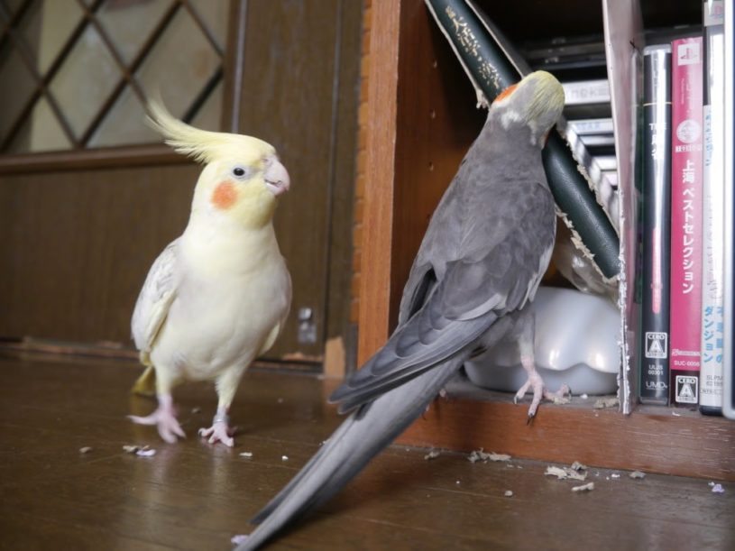 やりたい放題のオカメインコ 好き放題やってるなｗｗｗｗ楽しそうだけどｗｗｗ困るｗ