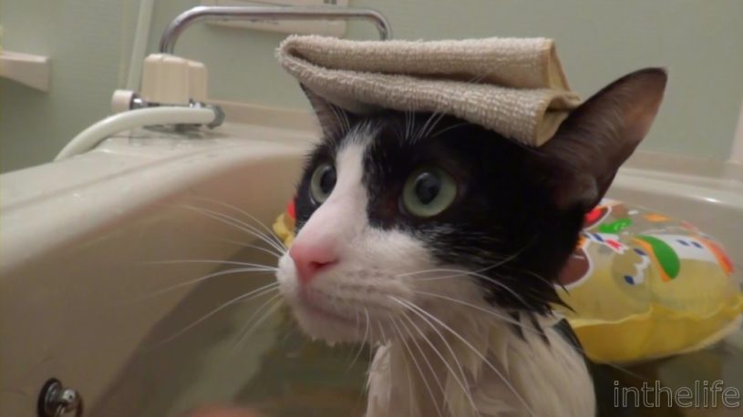 のんびりお風呂につかるお風呂が大好きな猫達。