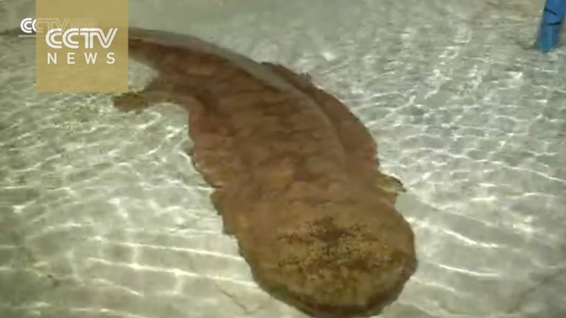 中国で２００歳のオオサンショウウオが発見された！！