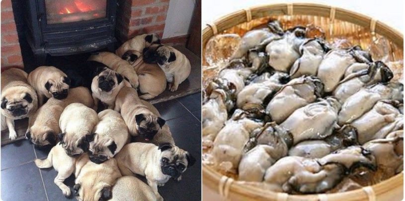 パグと牡蠣を比較した結果→完全に一致ｗｗｗｗｗｗｗｗｗｗｗｗｗ