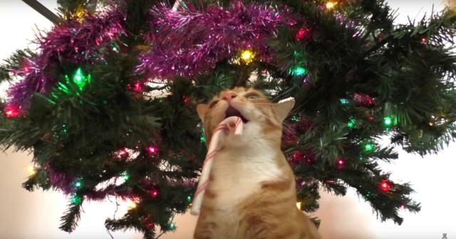 かわいいーー！クリスマスツリーで遊びまくる猫
