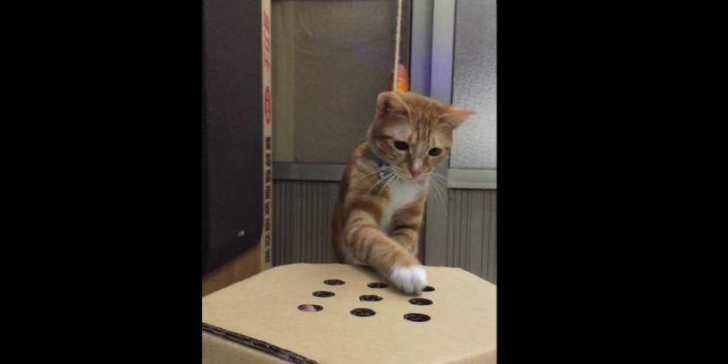 猫が超真剣にもぐらたたきをしている。かわいい！！！指とダンボールですぐに試せるからやってみたいにゃー！