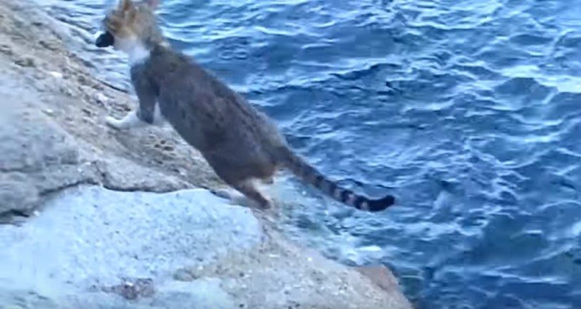 釣りをする猫。不可能だろと思われた海にいる魚をゲットした瞬間！