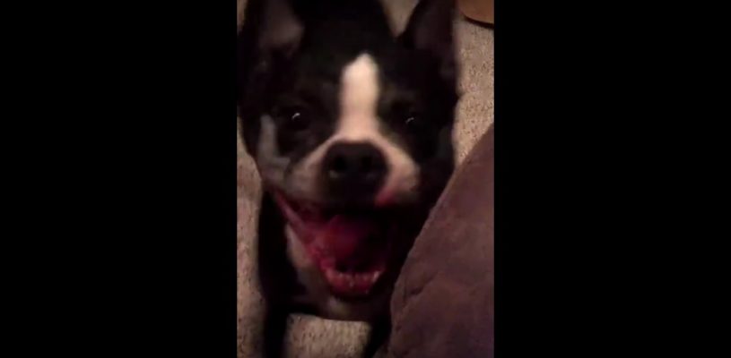 90年代ヒップホップにあわせてめっちゃ楽しそうに踊る犬