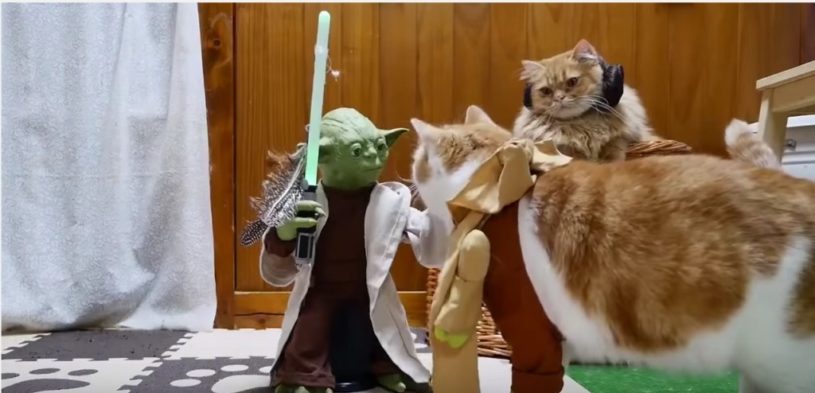 ジェダイ・マスター ヨーダと猫が戦う動画クソワロタｗｗｗｗｗｗｗｗｗｗｗ