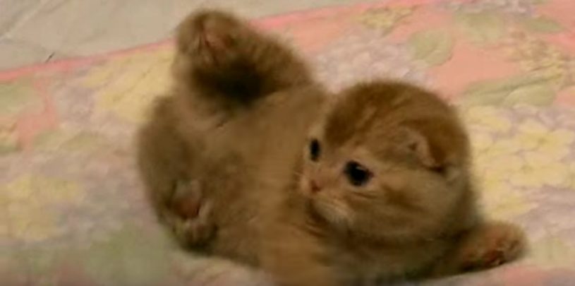 まるでたわし！たわし動いているぞwww 猫です！！！かわいいー！