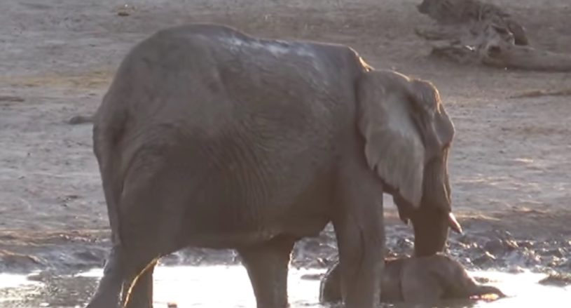子供のぞうさん。お風呂が好きすぎてでてこない。