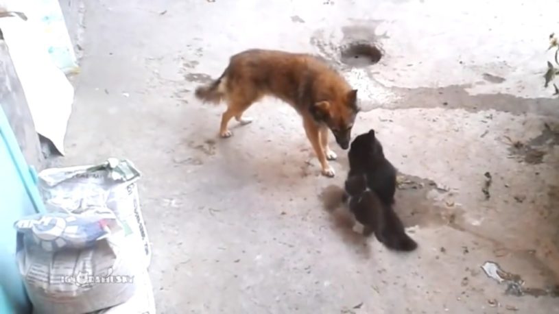 優しい犬のベビーシッターさんに子猫達を任せてお母さんネコは一休み