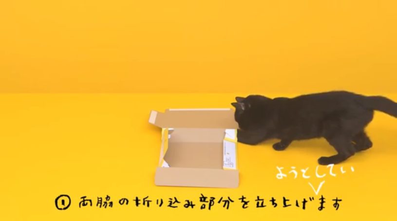 クロネコが箱をたたむ動画のNG集が公開された。