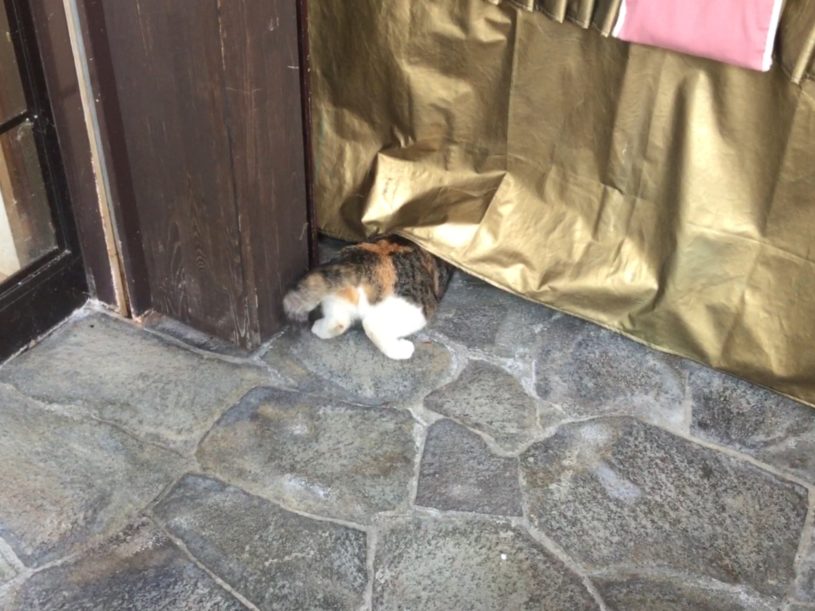 頭を隠して尻尾フリフリしている猫さんが探しているものとは？